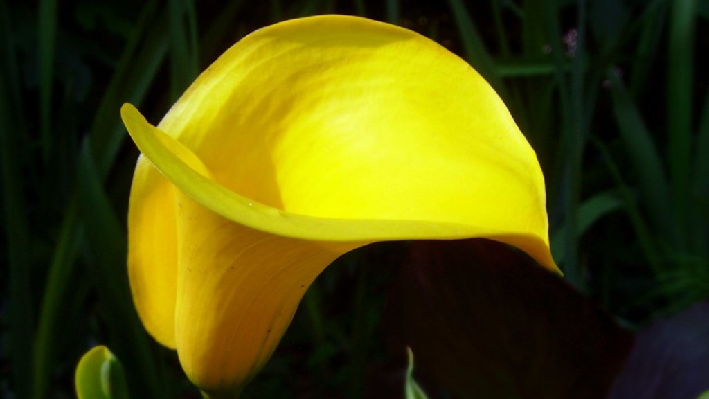 Is calla lily perennial?