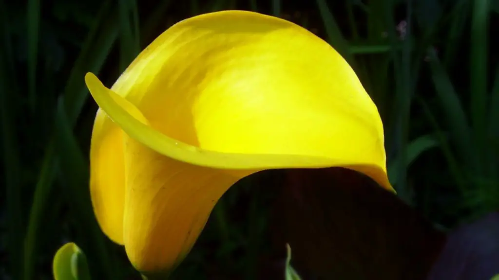 Do calla lily smell?