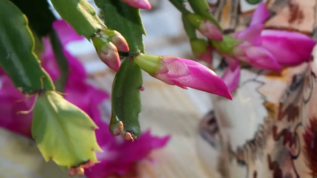 Why is my christmas cactus drooping?