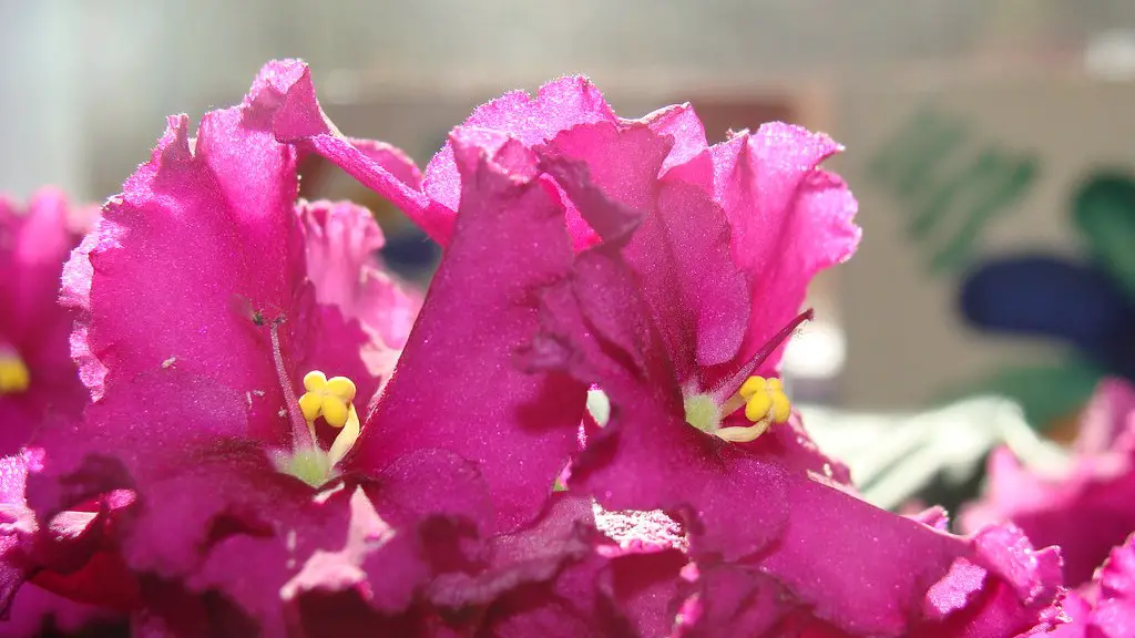 How often to put egg shells on african violets?