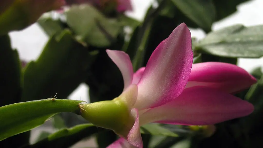 How to root a christmas cactus cutting?