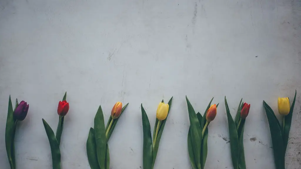 How to make tulip flower with colour paper?