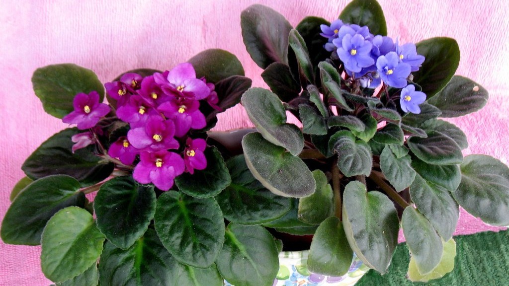Will african violets lose varuegation in blossoms?