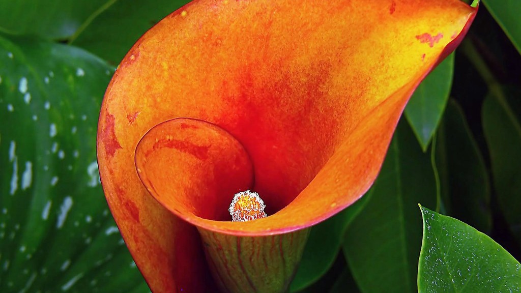 What is the meaning of a calla lily flower?