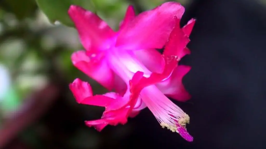 How to repot a christmas cactus?