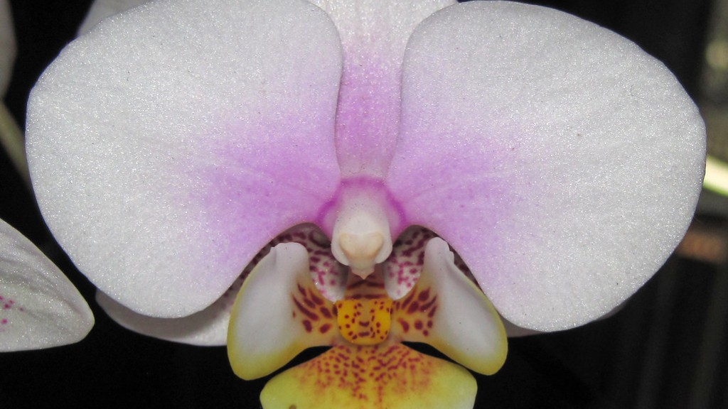 How to water white phalaenopsis orchid?