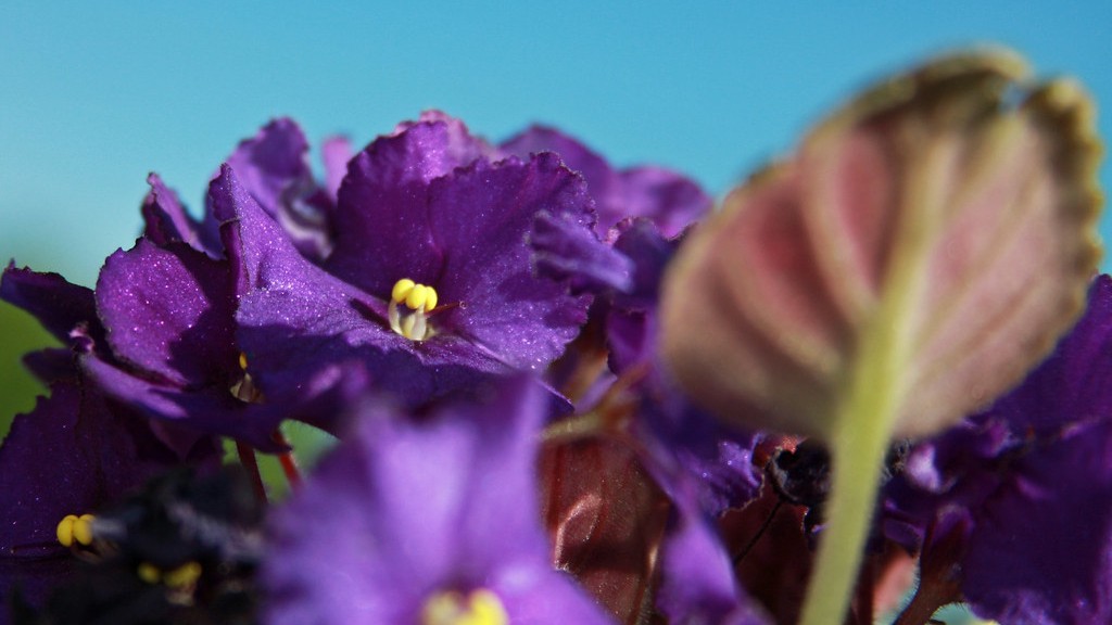 How transplant african violets?