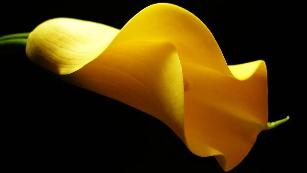 How to care calla lily in pot?