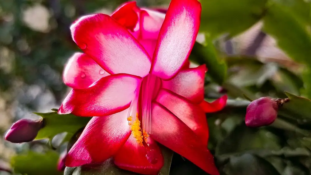 How can i get my christmas cactus to bloom again?