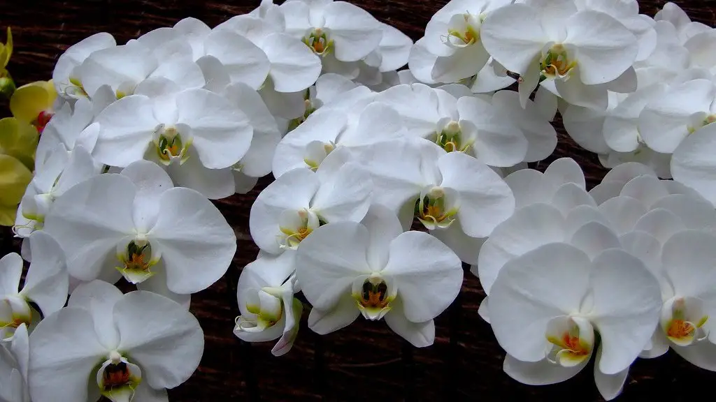 How often do african violets flower?