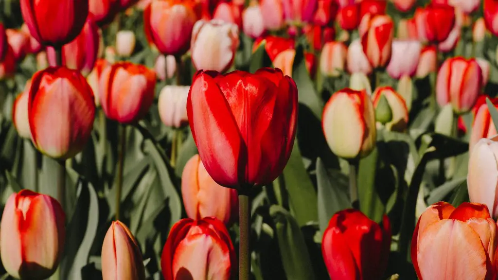 Where did the tulip flower originated?