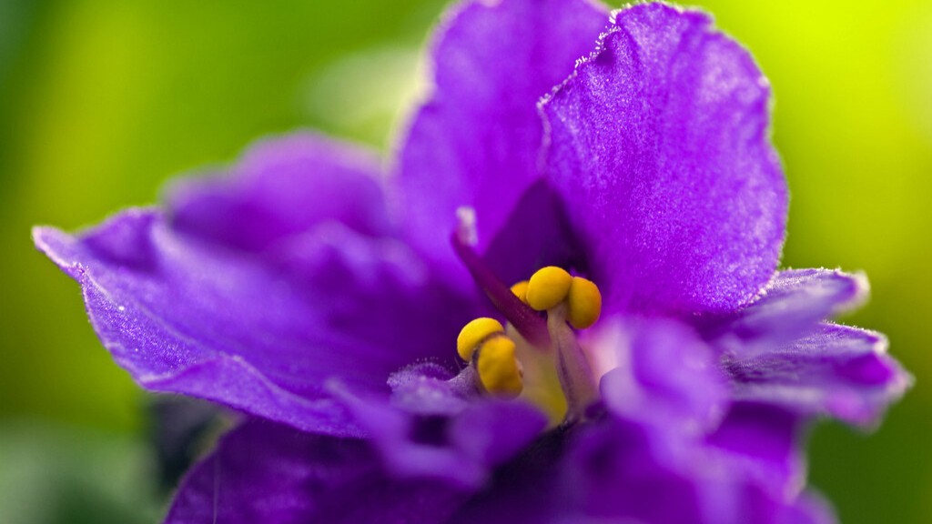 What is the meaning of african violets?