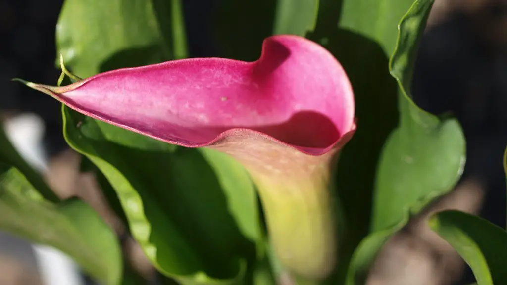 A calla lily leaf?