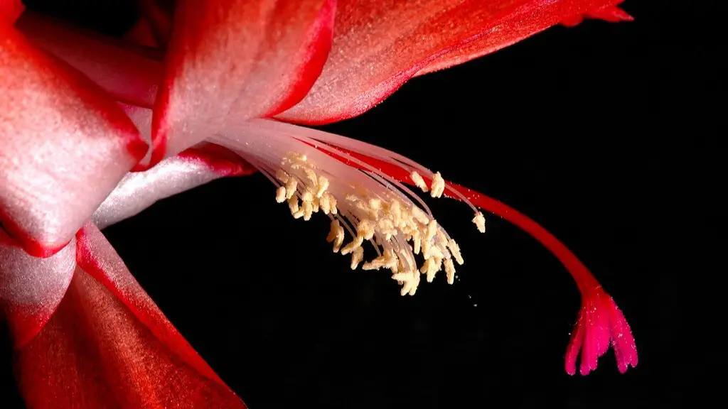 How to care for christmas cactus?