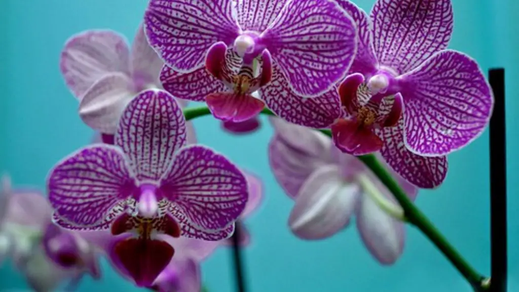 How long does a phalaenopsis orchid bloom?