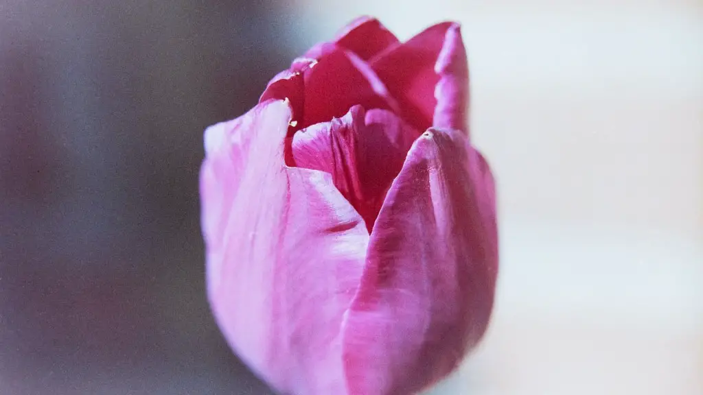 What tulip flower meaning?