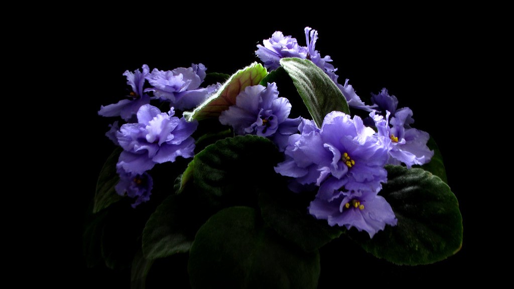 What conditions do african violets like?