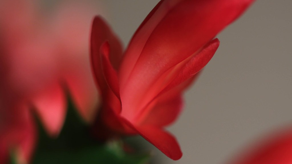 How to take care of a christmas cactus inside?