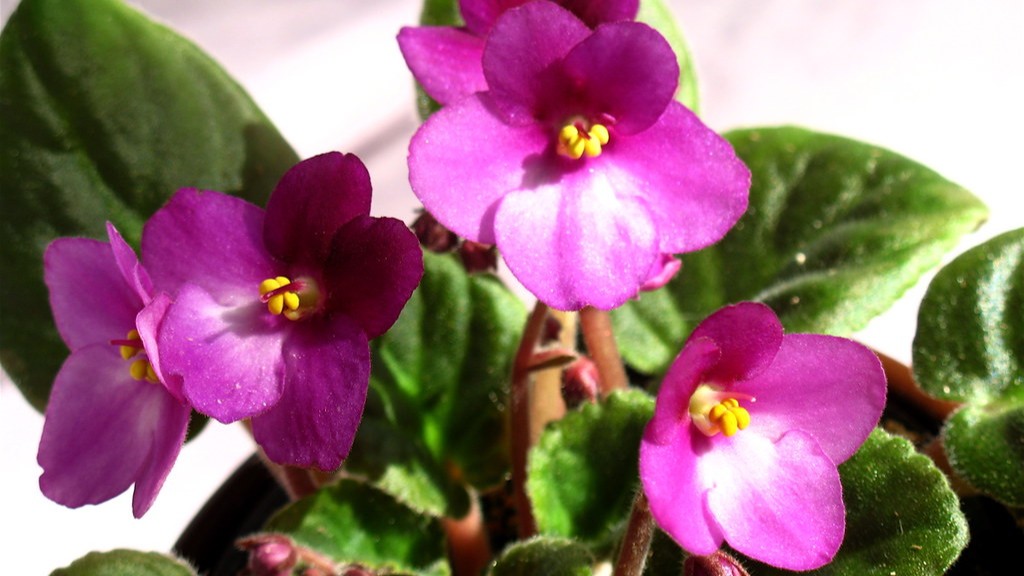 What time of year does african violets bloom?