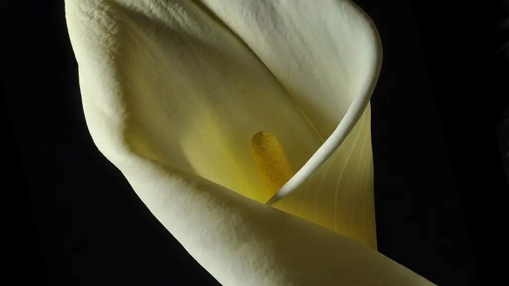 When to start calla lily bulbs indoors?