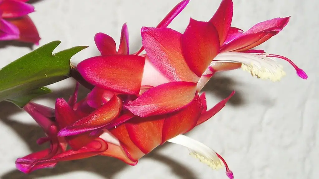 Do you water christmas cactus when blooming?