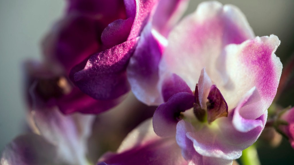 Will african violets do well without sunlight?
