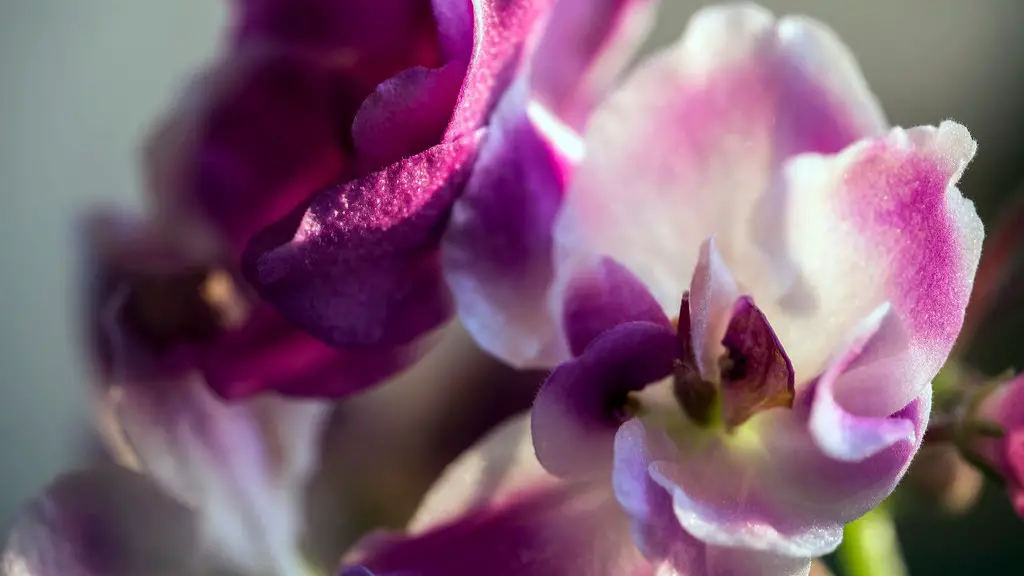 Which way should african violets face?
