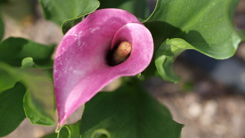 What does a calla lily flower look like?