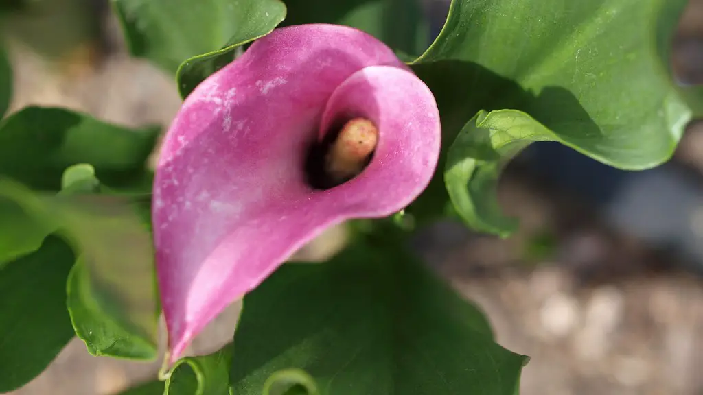 How do you trim the flower of a calla lily?