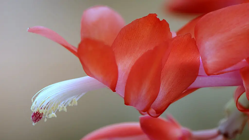 Why is my christmas cactus turning red?