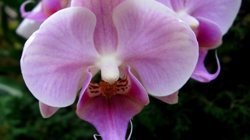 How much water does a phalaenopsis orchid need?