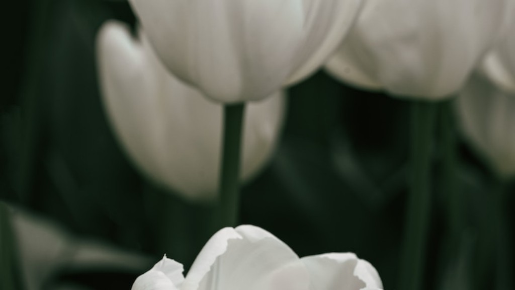 When should i plant calla lily bulbs?