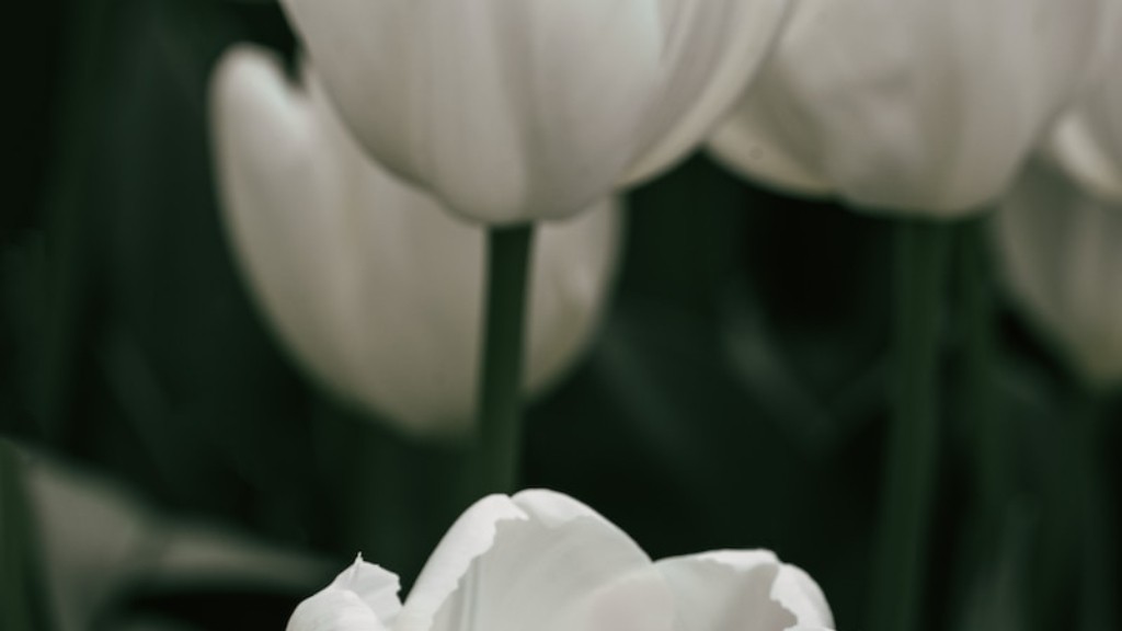 What are the parts of a tulip flower?