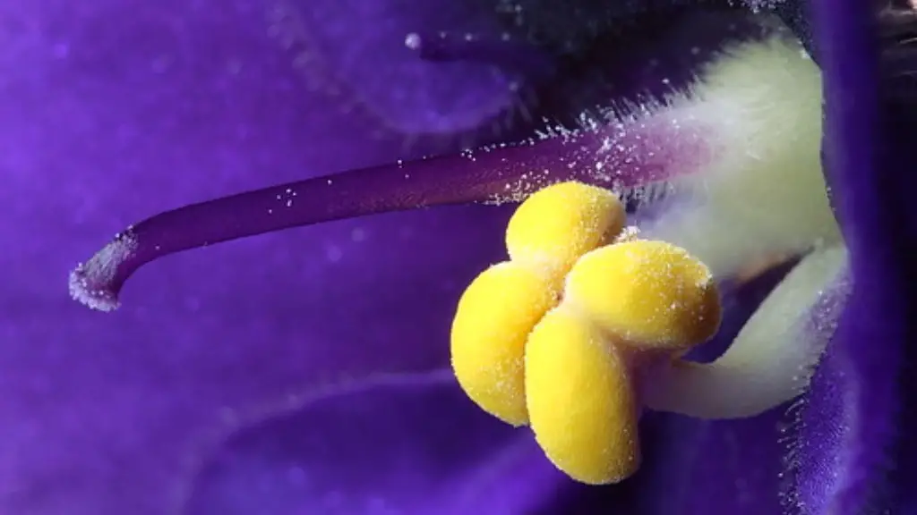 Why is my african violets not flowering?