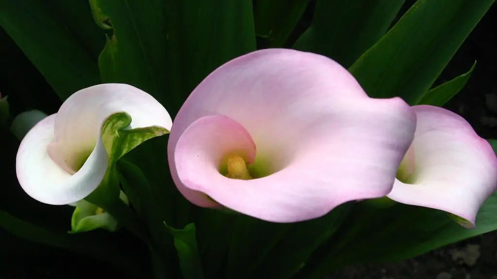 How to repot calla lily?