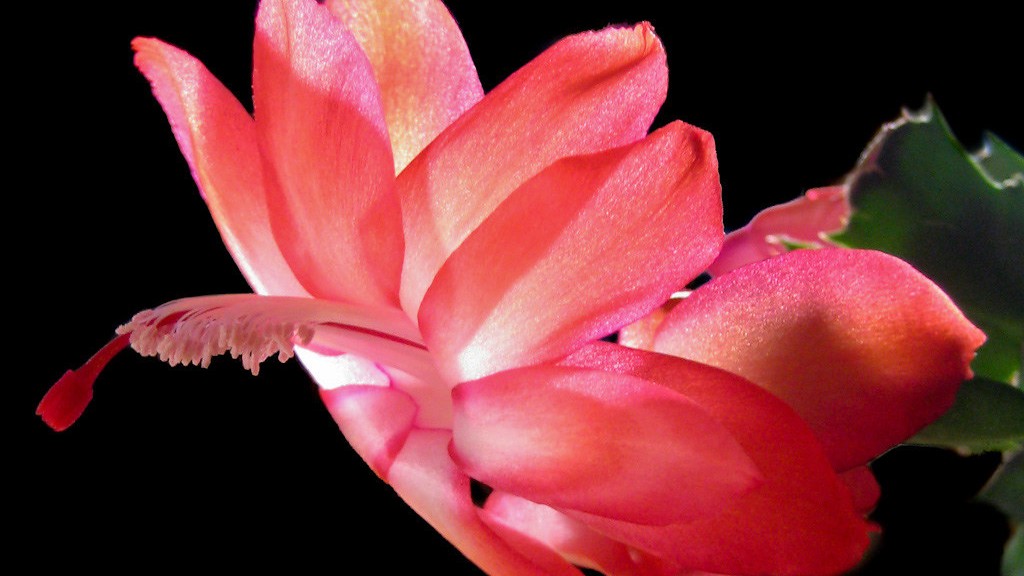 What is the difference between thanksgiving cactus and christmas cactus?