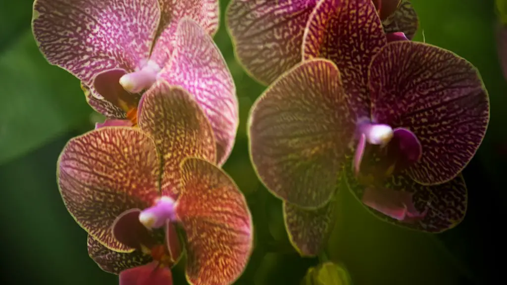 How to get phalaenopsis orchid to grow new leaf?