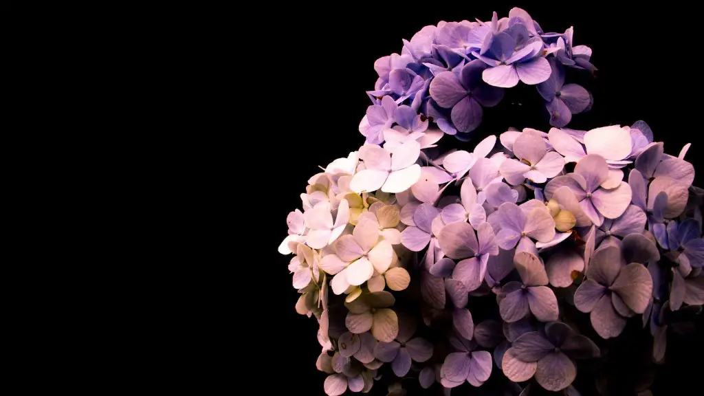 What is the meaning of african violets?