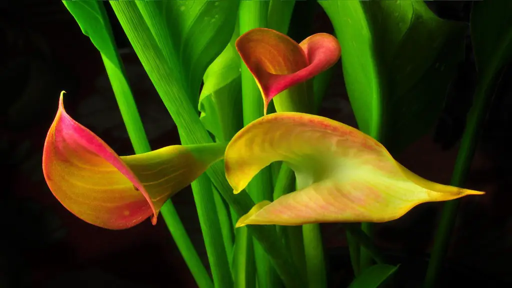 How much water does a calla lily need?