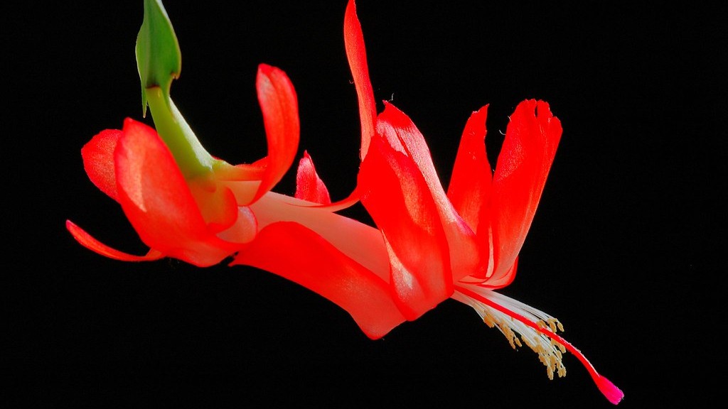 How to take care of indoor calla lily?