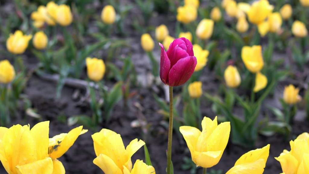 What to do after the tulip flower dies?