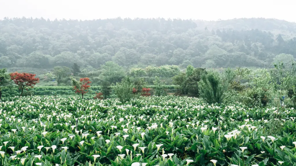 How long do calla lily blooms last?