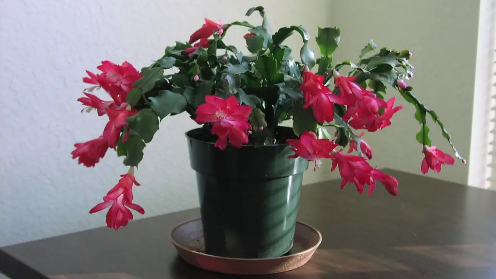 What colors are christmas cactus?