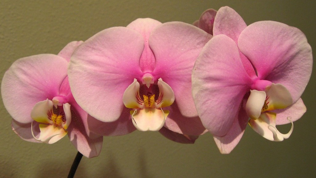 How much light does a phalaenopsis orchid need?