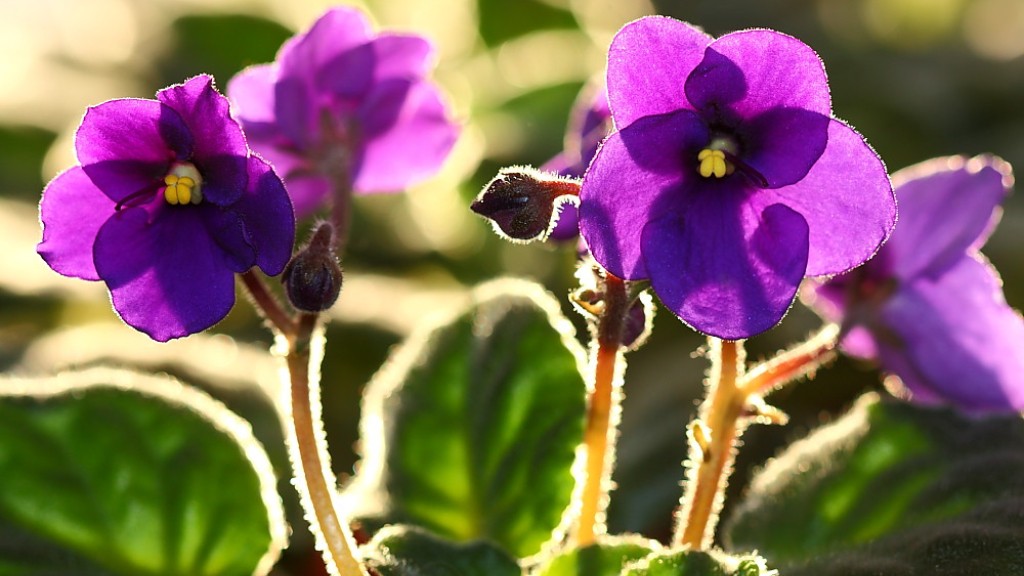 What is the best food for african violets?