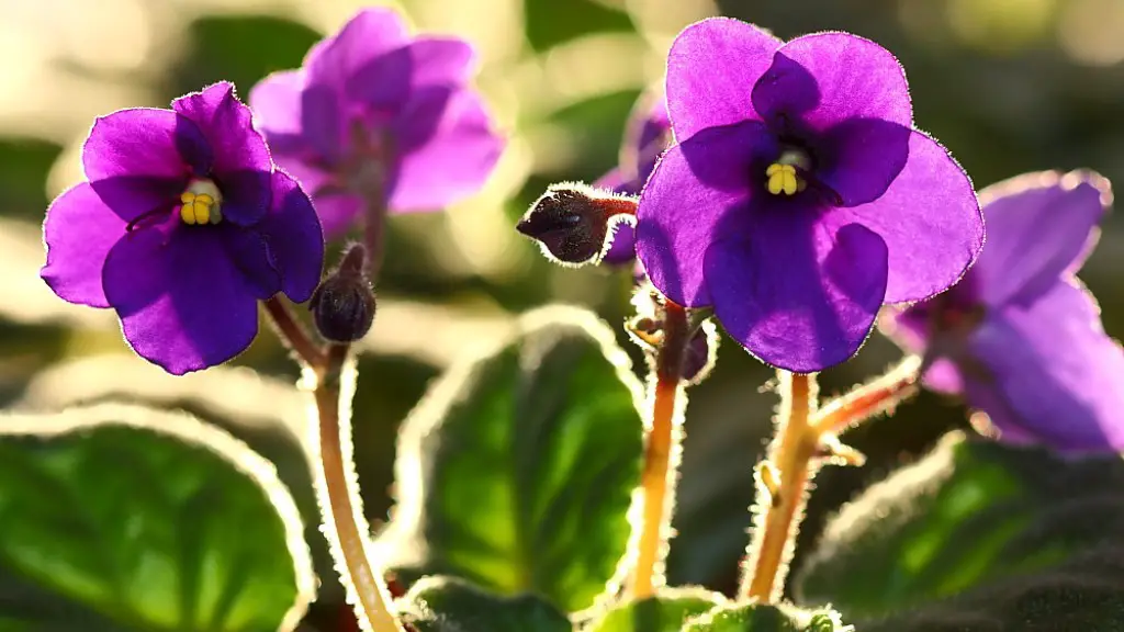 How much light for propagating african violets?