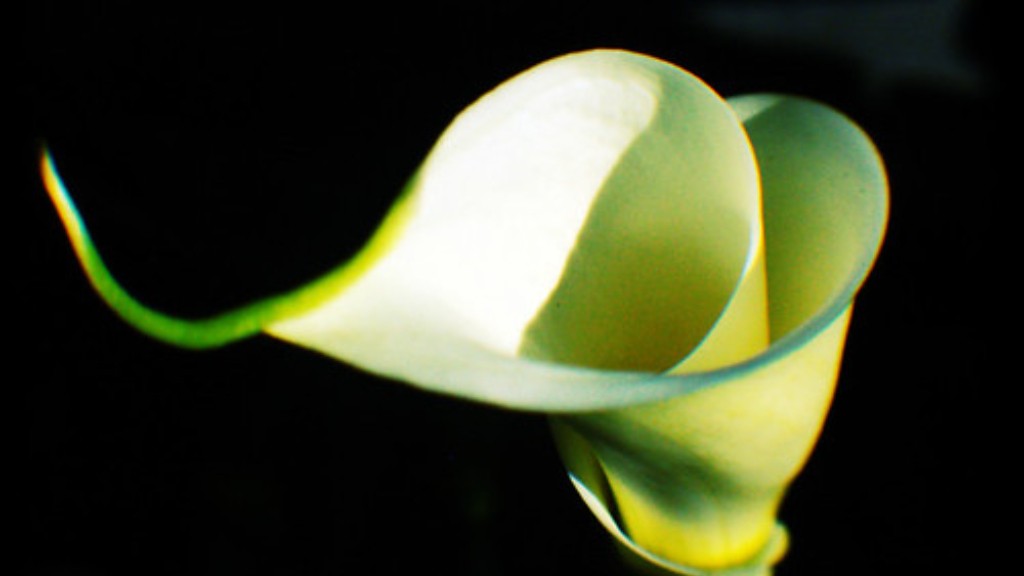 Why did my calla lily turn green?