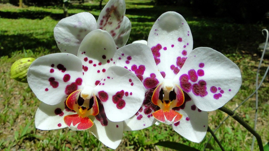 What is the best potting mix for phalaenopsis orchid?