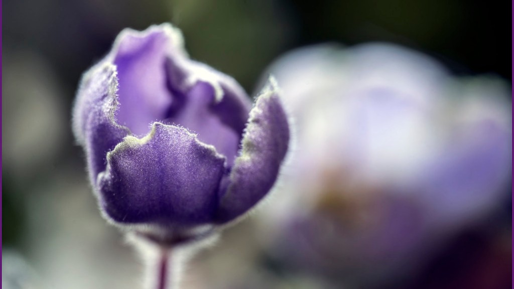 Where do african violets do well?