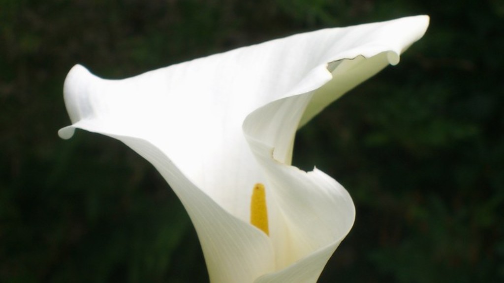 A calla lily blooms from june to october?